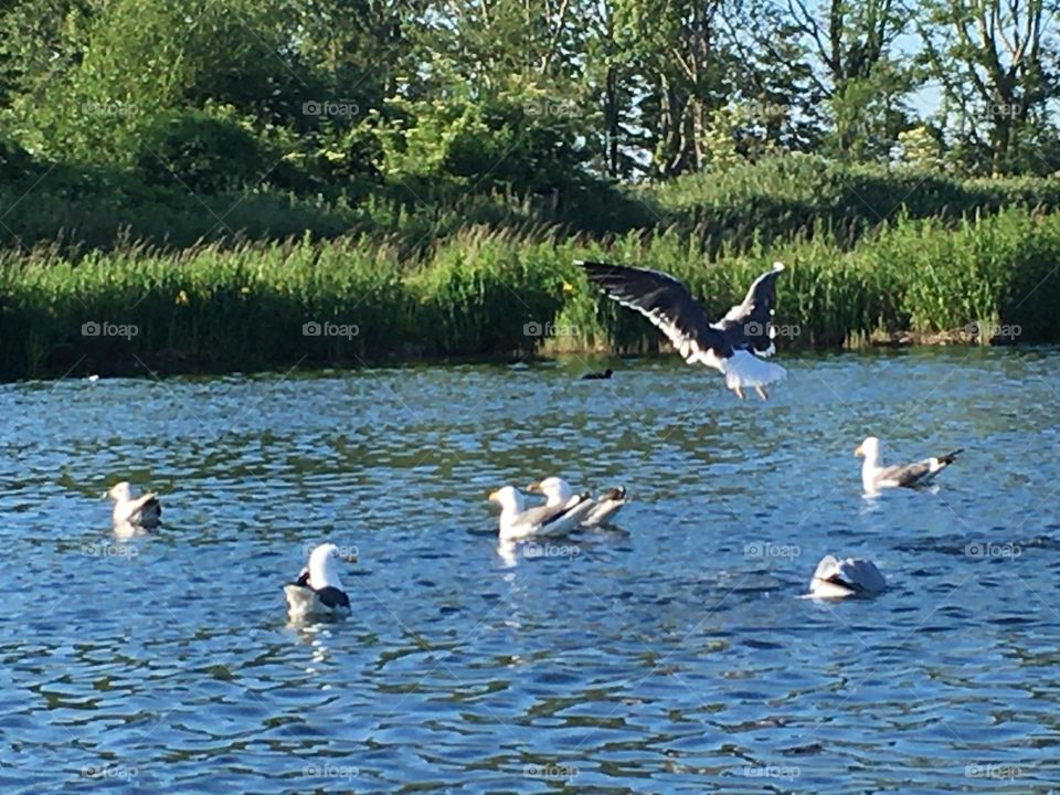 Seagulls in the lake Brielse lake the netherland