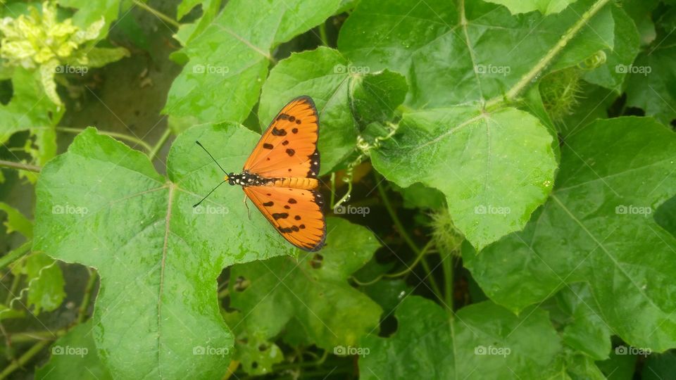 The picture of a pretty beautiful butterfly, which is sitting on a leaf This butterfly is often found in the fruits of the sunflower.