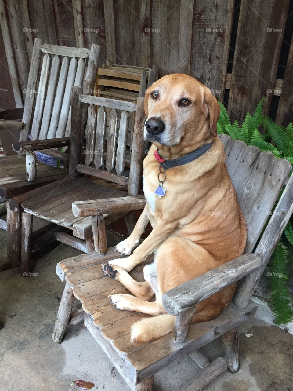 Bud the dog on his throne 