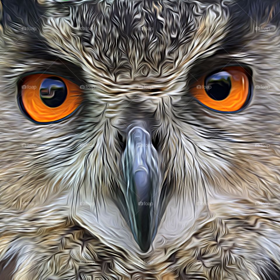 Macro shot of owl