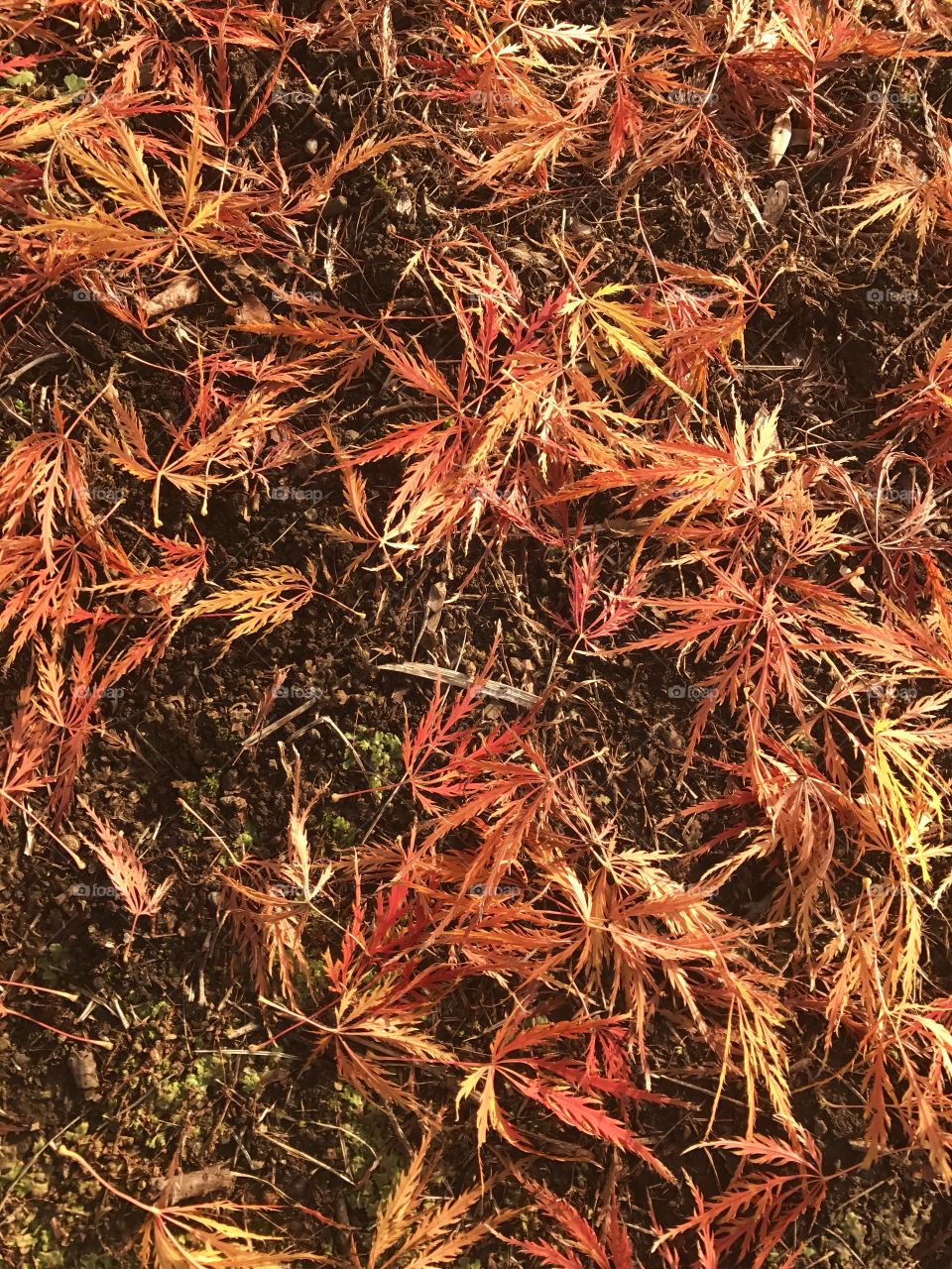 Autumn maple leaves