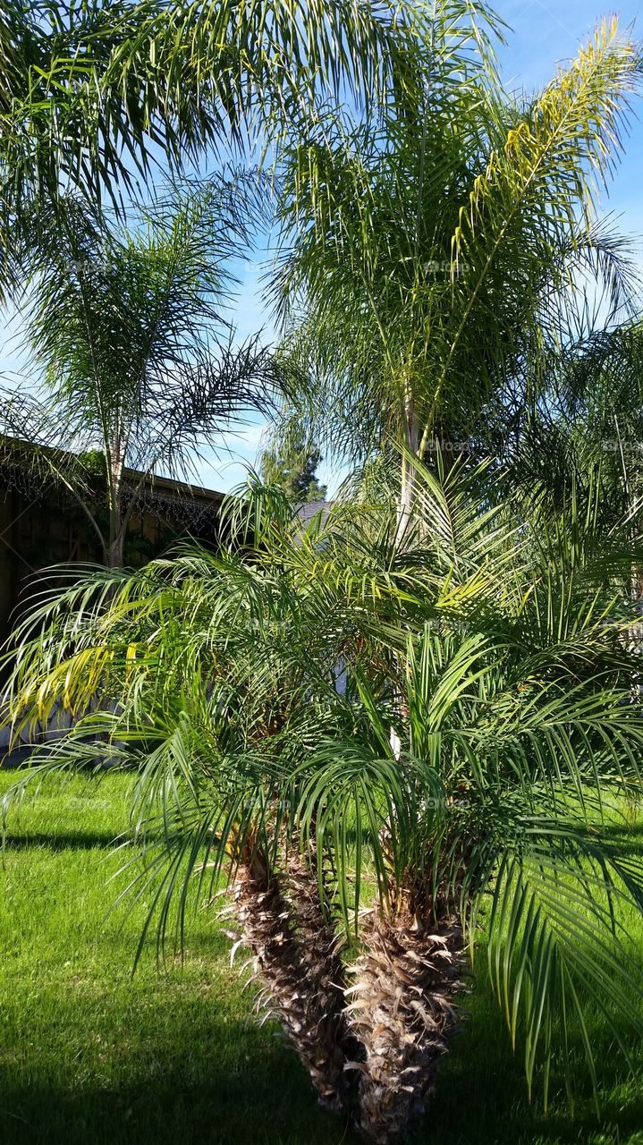 Palm Tree covered front yard 