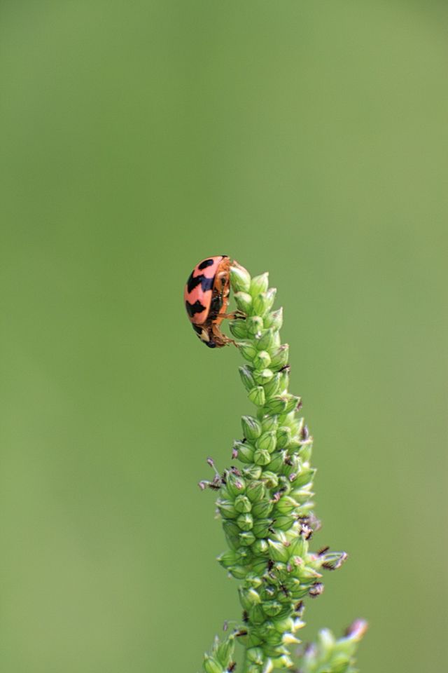 flora