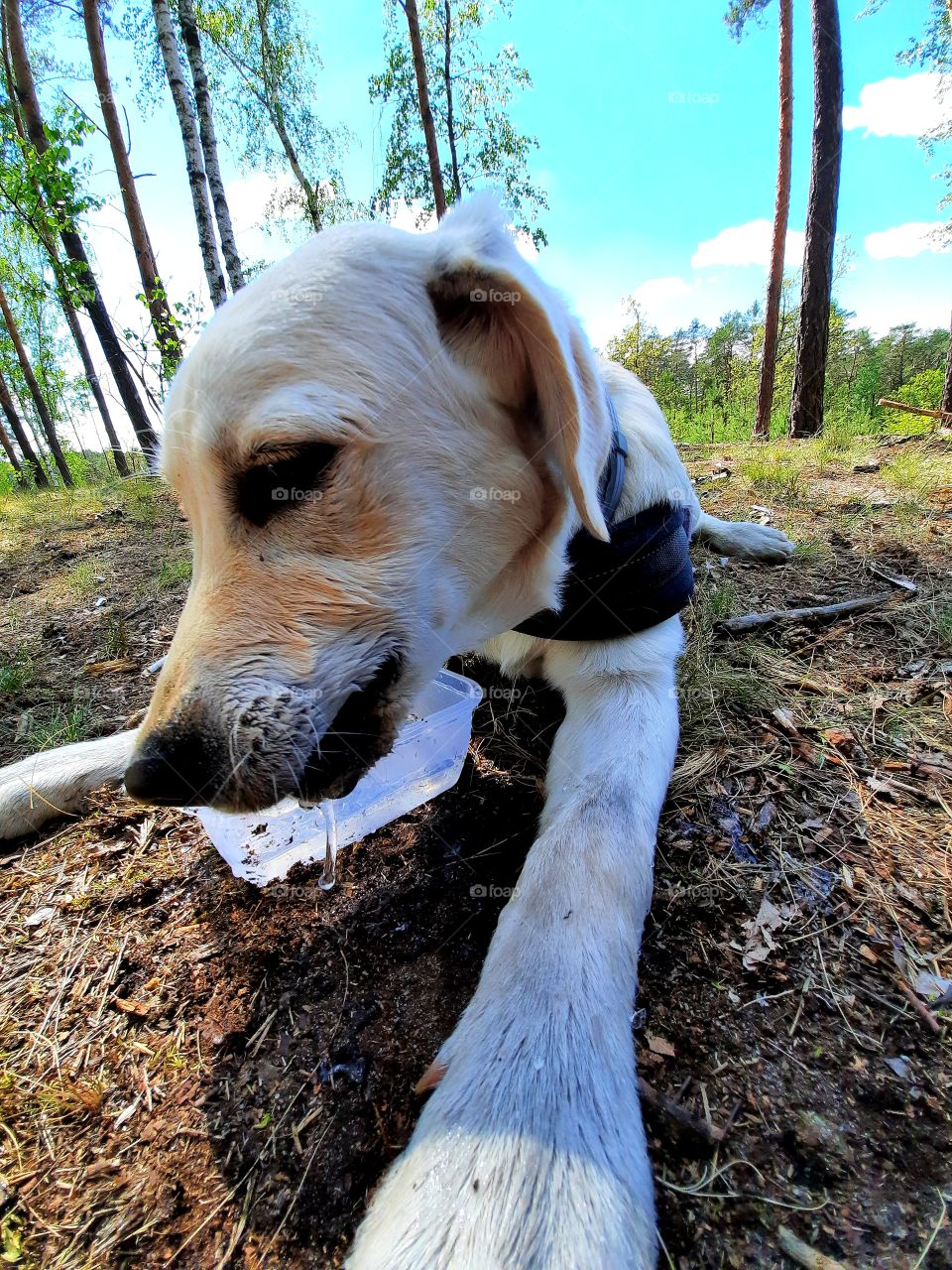 During this pandemic my dog and I offenten go for long hikes on the surrounding forest and when get gets to hot we need a break to cool down