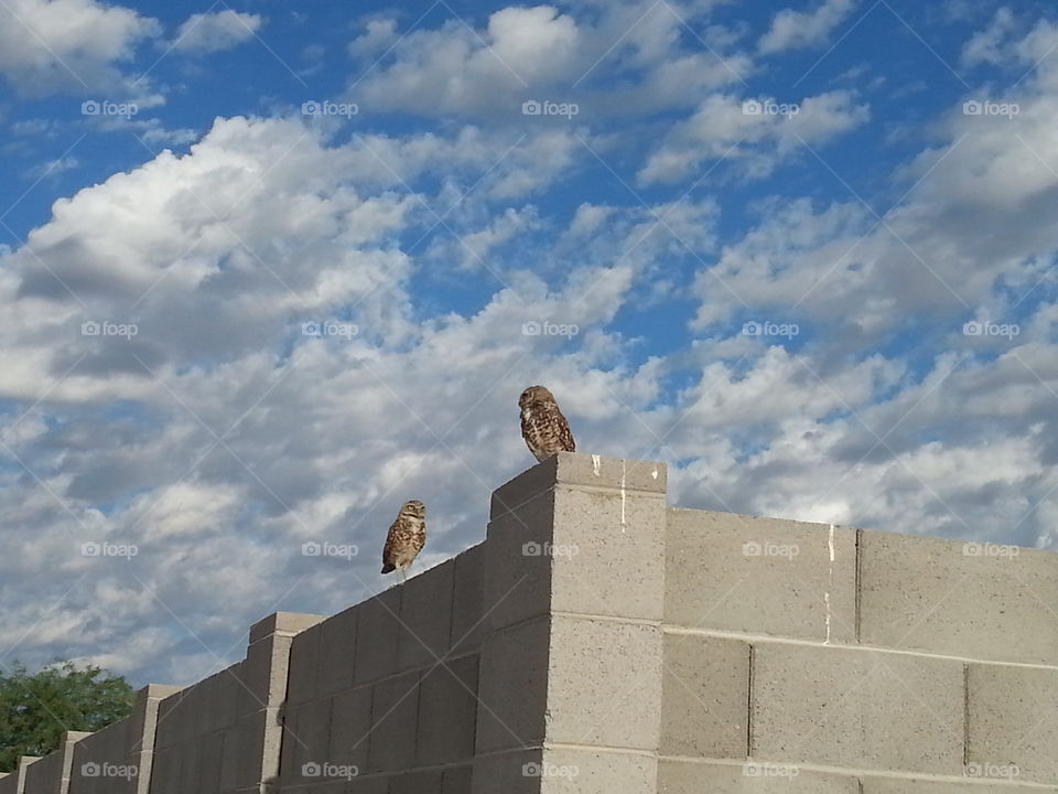 This photo of two Burrowing Owls was taken in my neighborhood. It almost seemed as if they were posing for the picture.