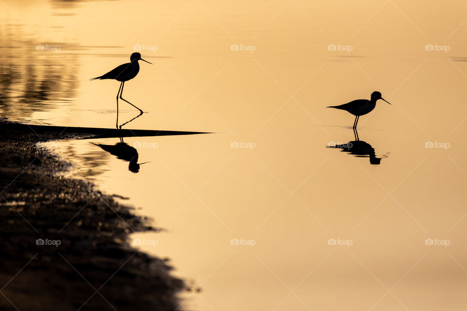 Two black-winged stilts at the sunrise in the lake
