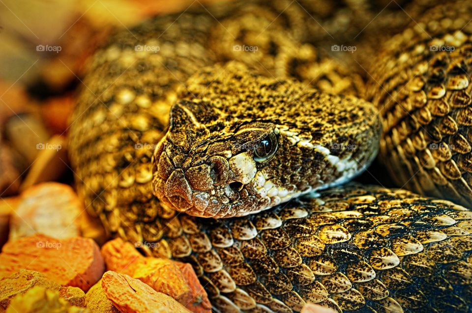 Facial portrait of a North American Diamond Backed Rattlesnake.