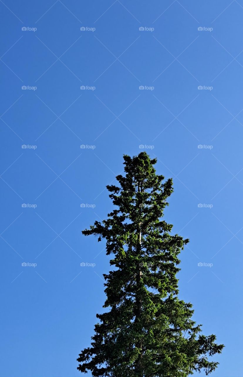 Lone Pine tree against a pure clear Blue sky