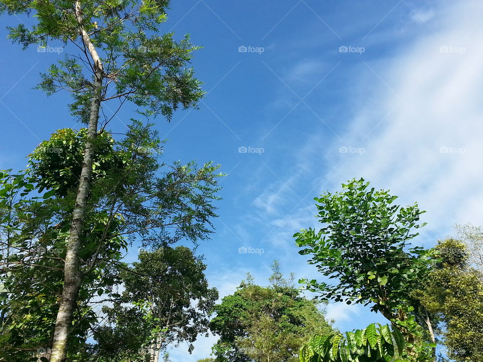 forest of magic. deep magical forest