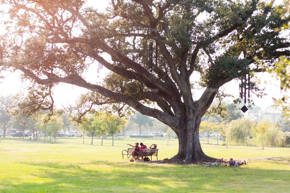 People under large oak tree in park before dusk. 