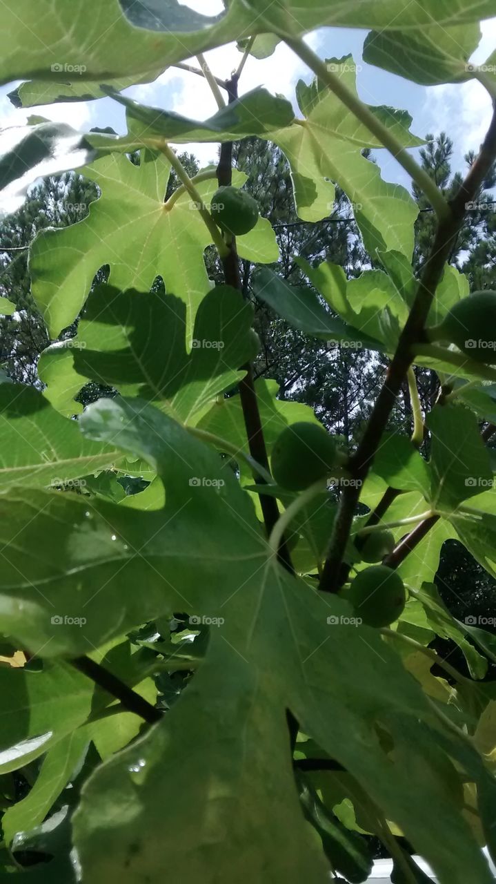 fig tree