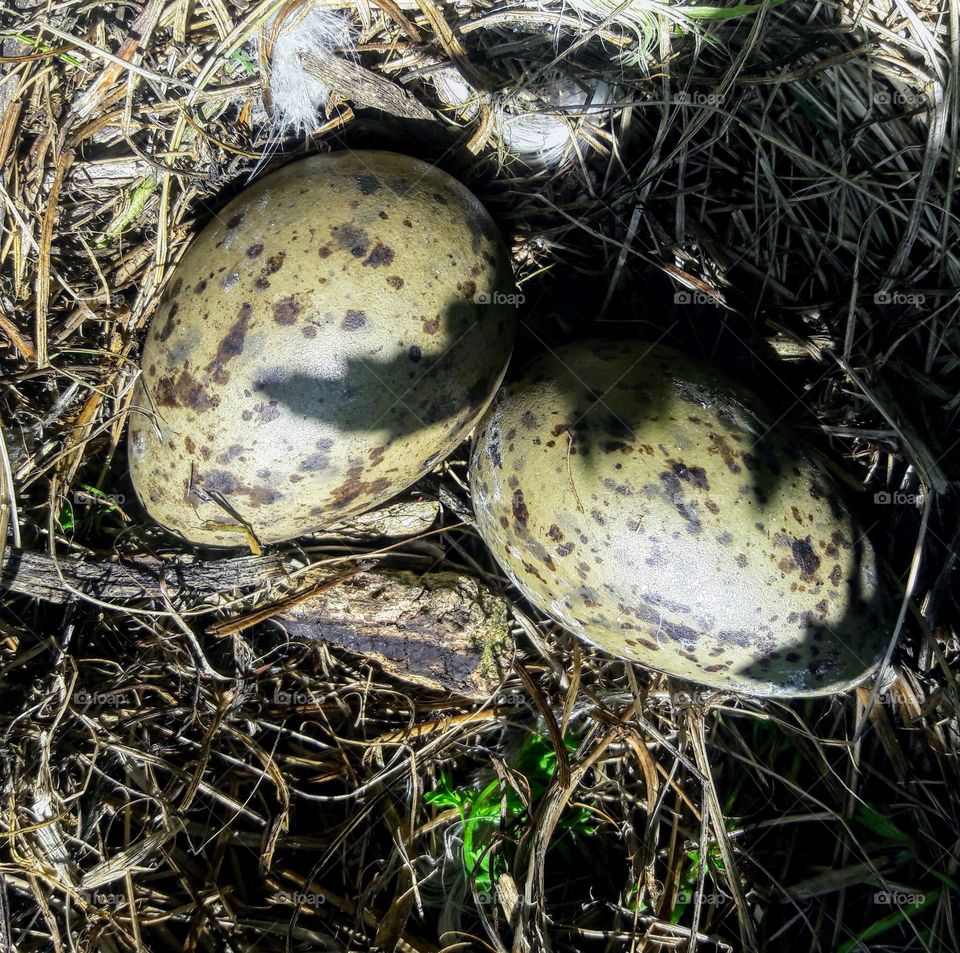 Pacific Gull eggs