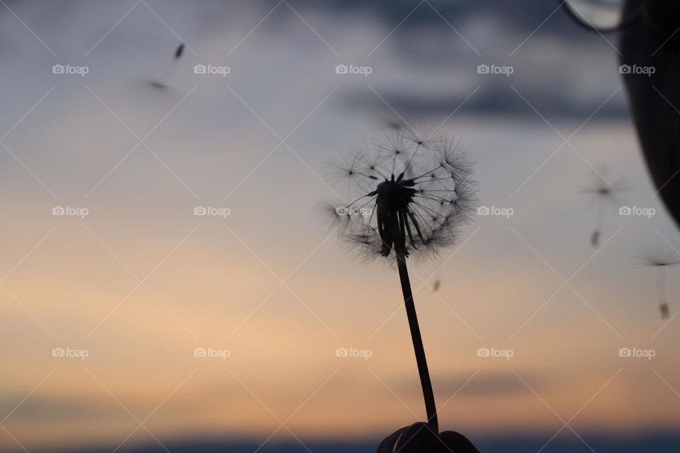 many seeds spread in the wind