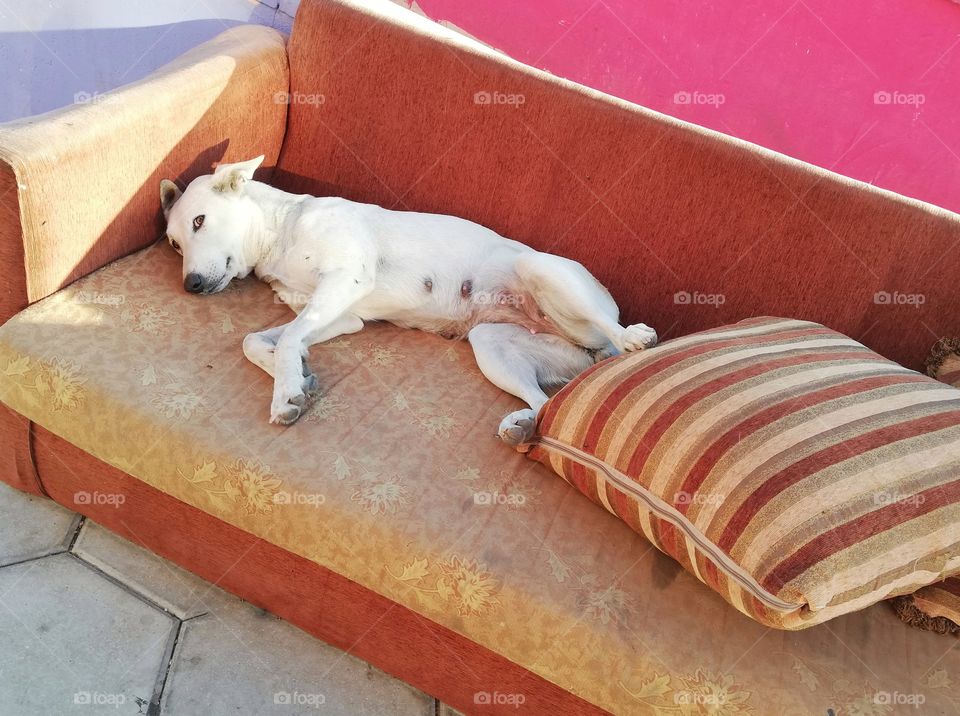 Dog lying on the sofa