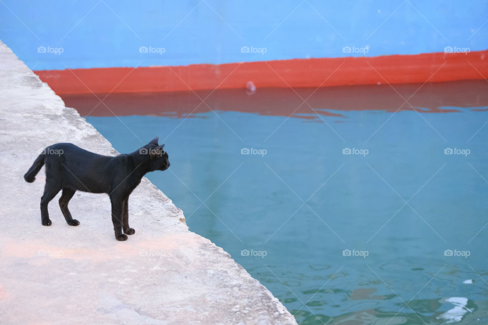 Black Cat at harbour