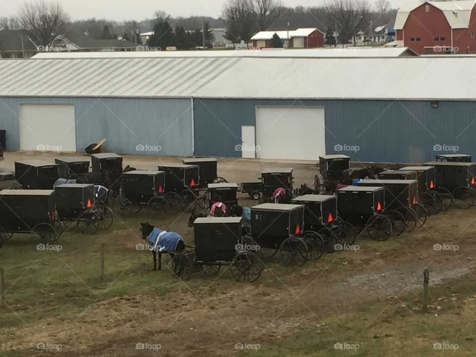 Amish buggies 