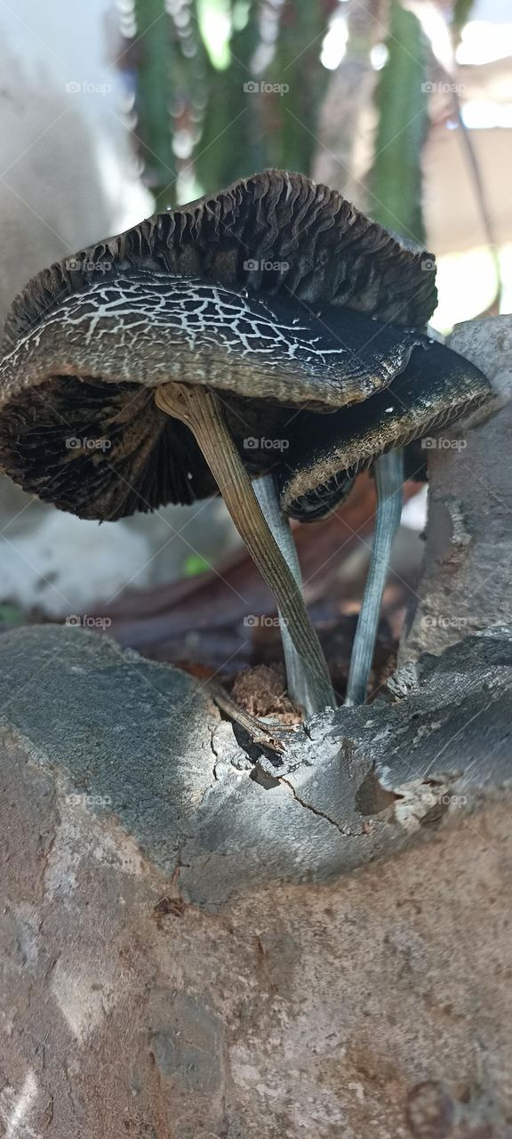 garden mushrooms