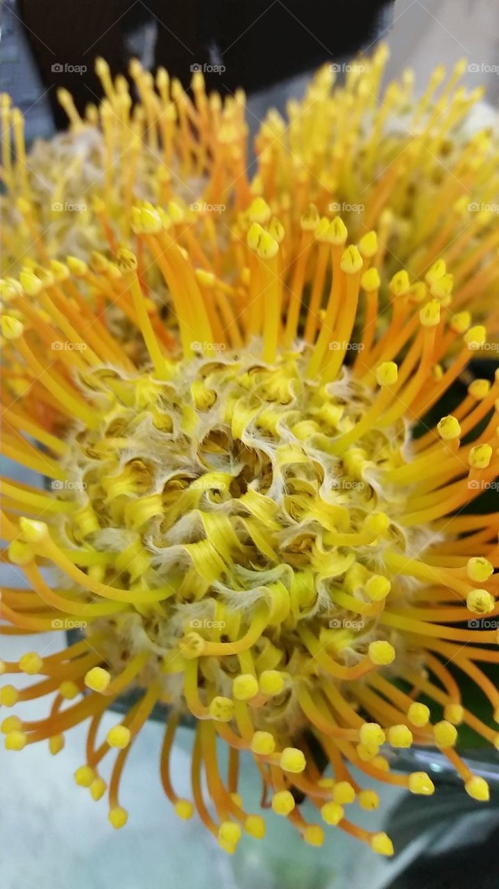 Protea yellow flower