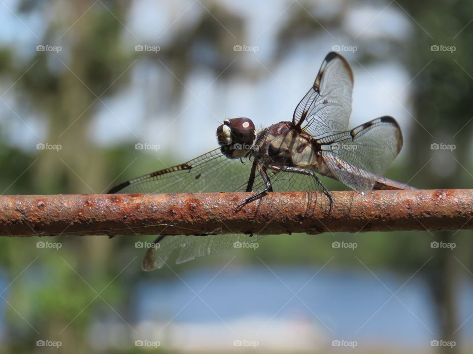 dragonfly