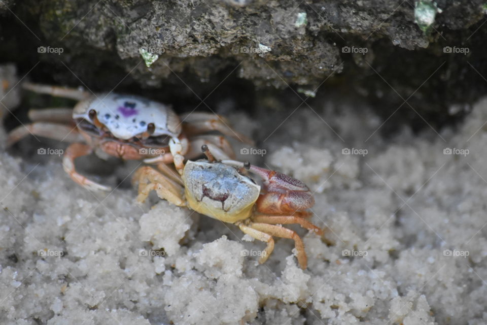 Little Crabs