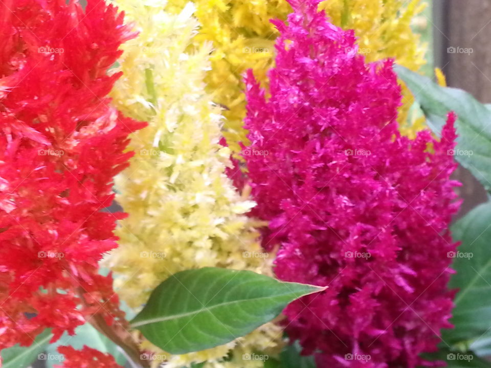 Bright color flowers