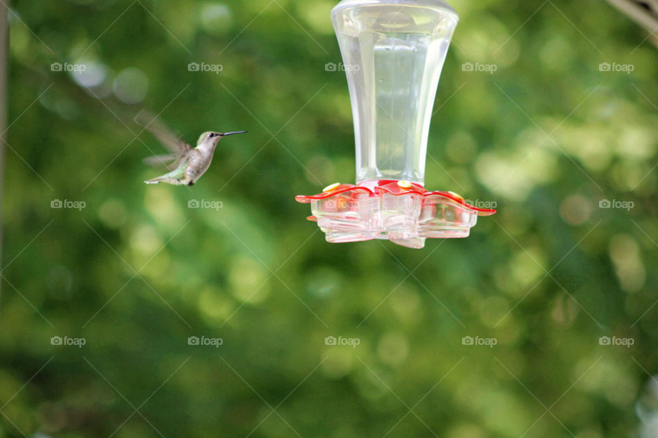 Hummingbird