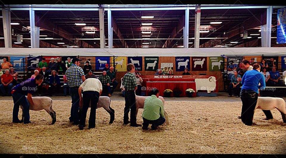 Show time! . Judging begins for the sheep at the state fair