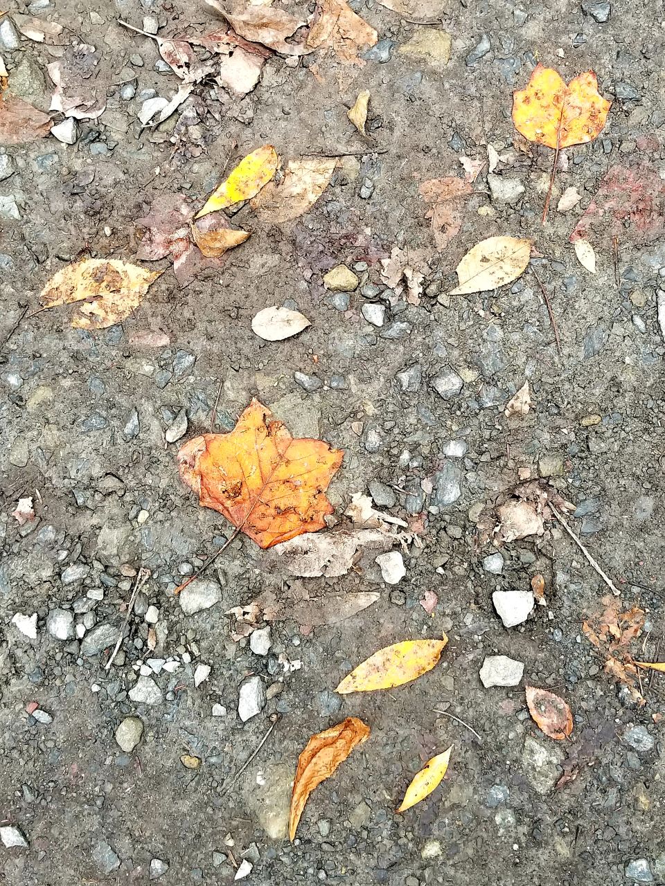 Nature, Ground, No Person, Leaf, Outdoors