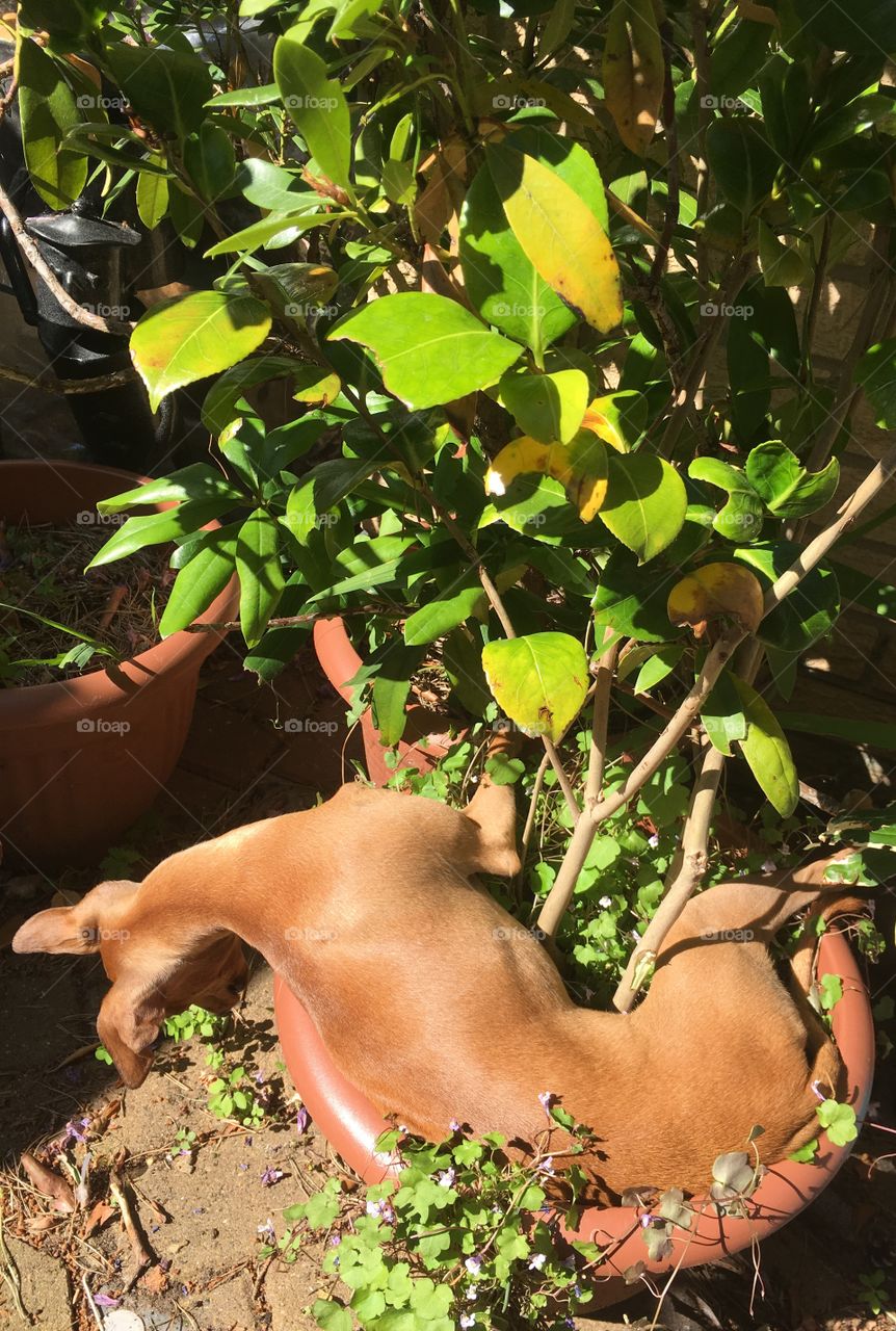 Amber the silly Italian greyhound puppy sunbathing in a flowerpot in the garden in summer 