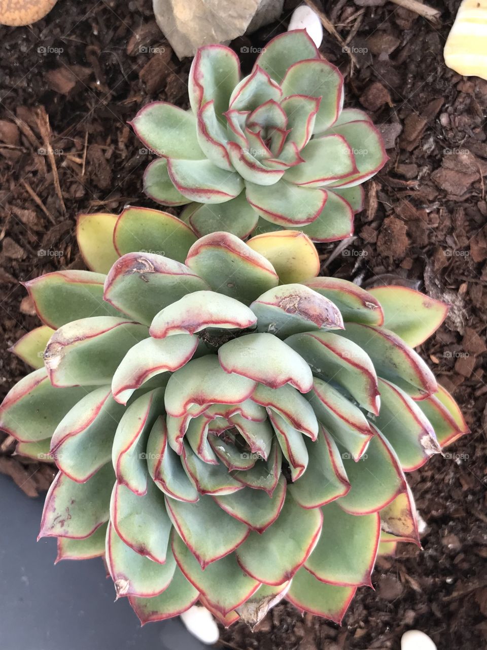Succulent 