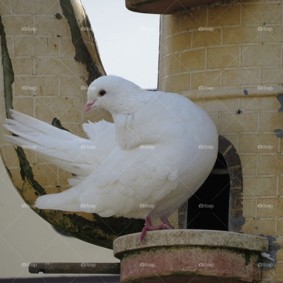 White Dove in teapot 
