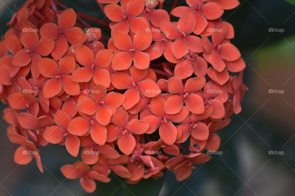 eye soothing Beautiful flowers