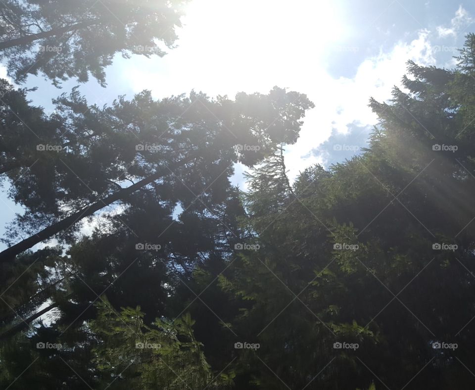 trees reaching the sky