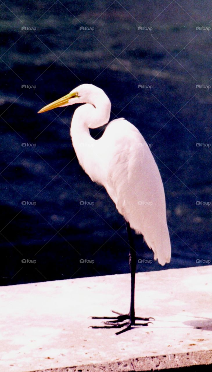 white egret. white egret