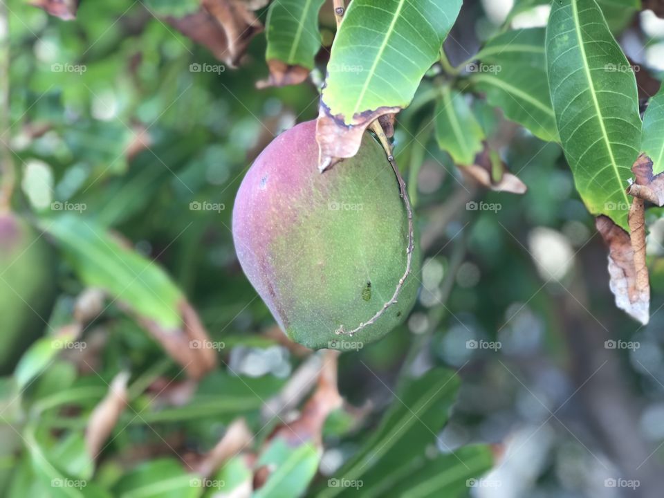 Mango growing on tree