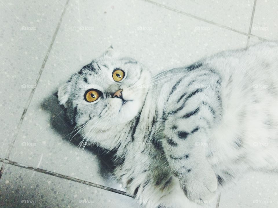 cute Scottish fold kitten