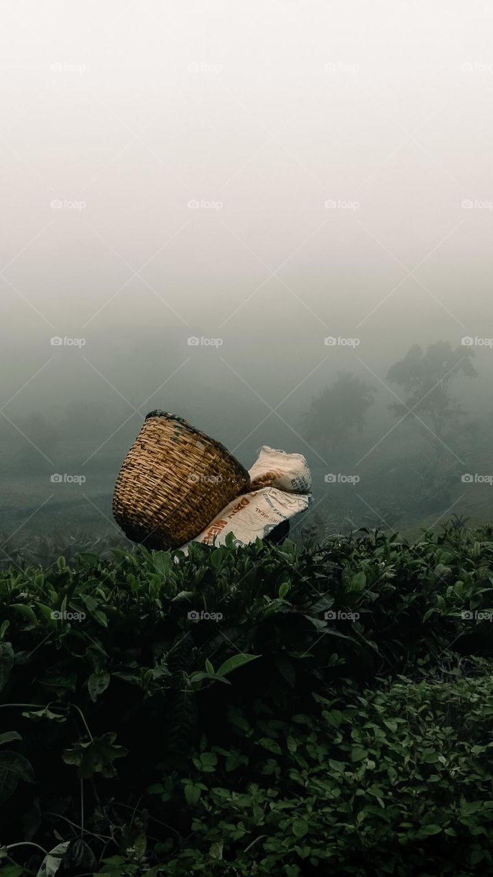 Fog is my weakness, every time there is low fog I’m always out and about with my camera. 