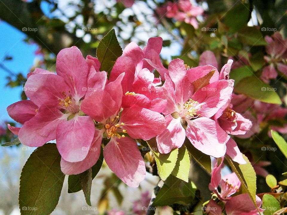 summer blossom