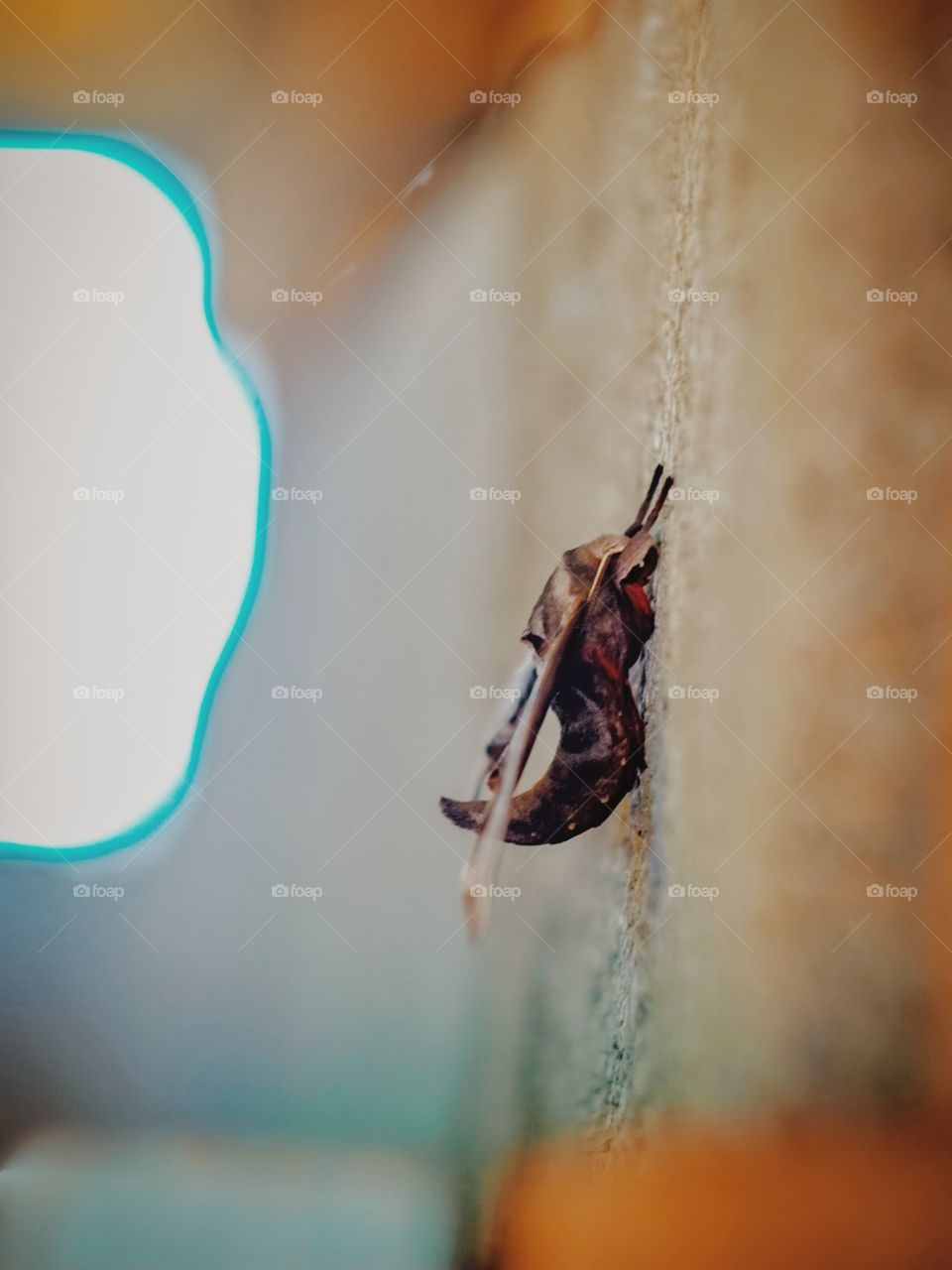 A moth on a wall 