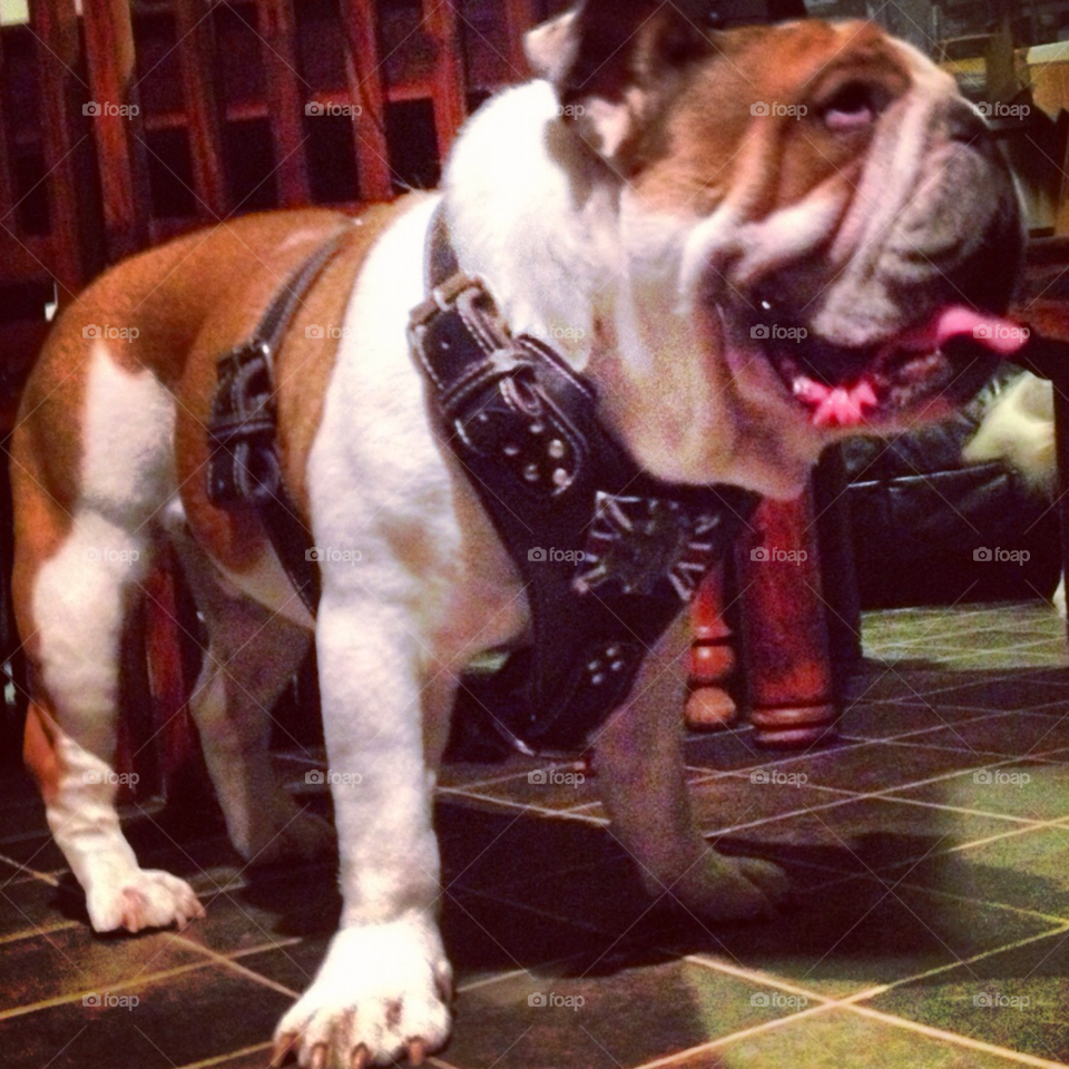 Dog, Mammal, People, One, Canine