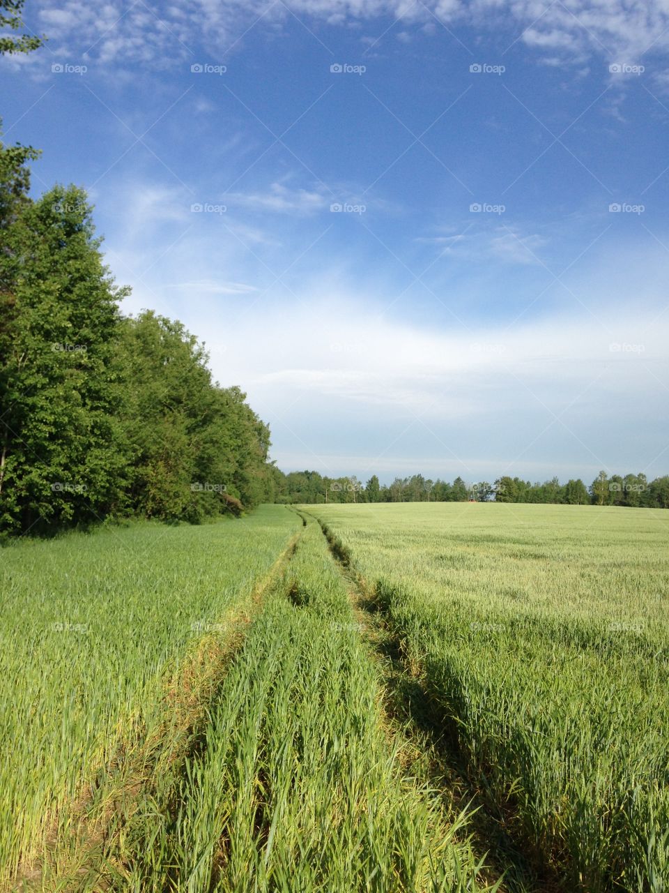 Green fields 