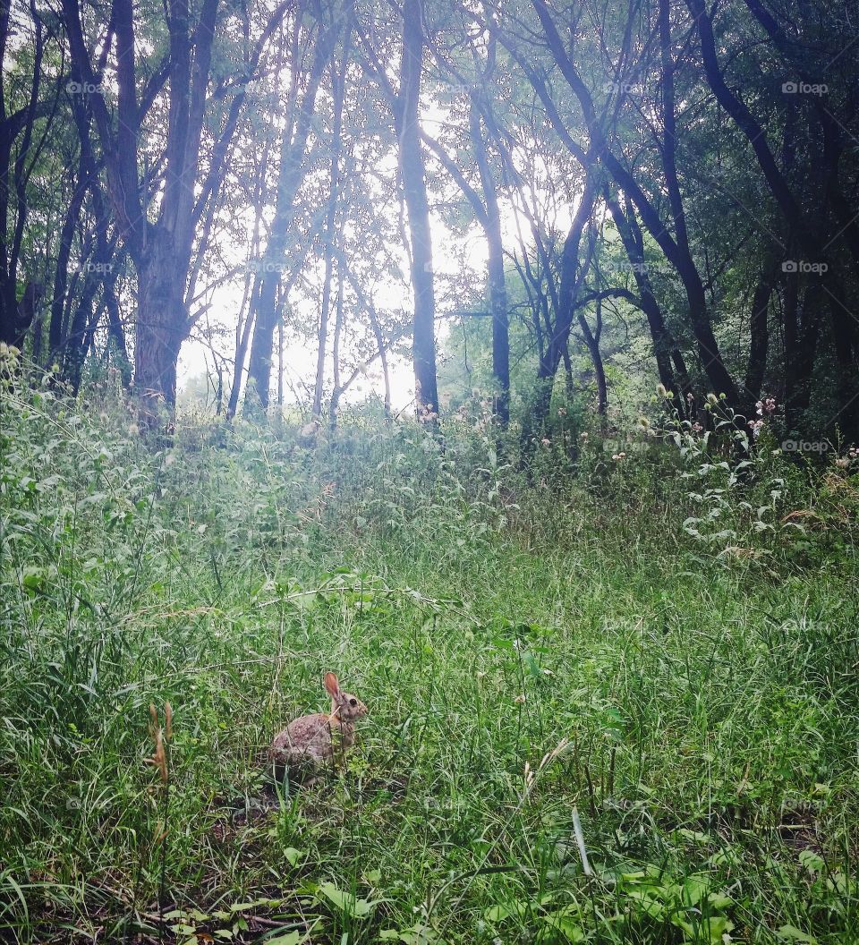 Bunny In Underbrush