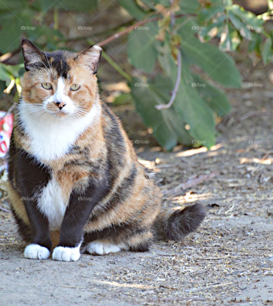 looking for someone to love, do you need  a kitty cat?