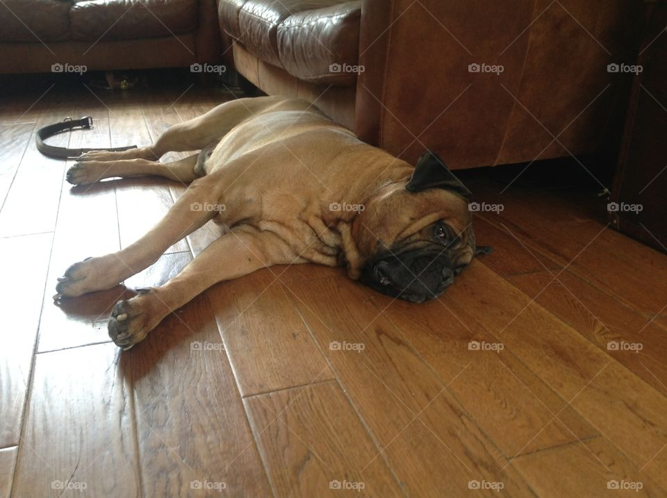 Very tired ball mastiff
