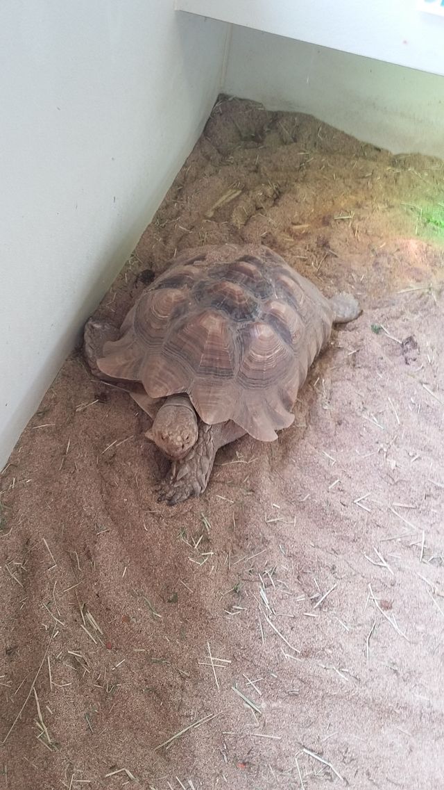 tortoise