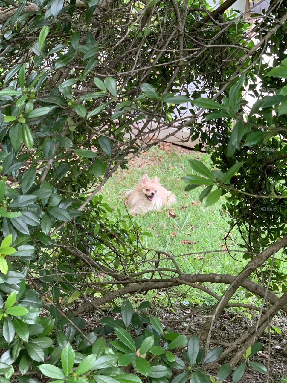 Looking through the trees 