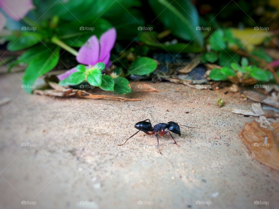 searching food. ant searching food