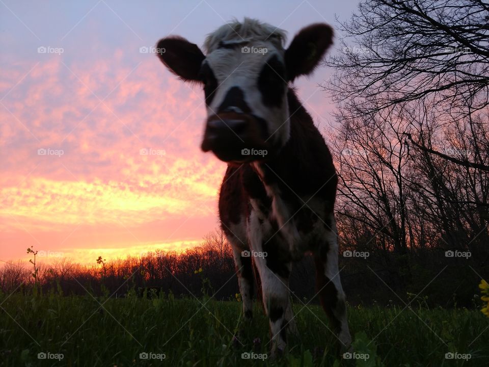 Mammal, Grass, Animal, No Person, Farm