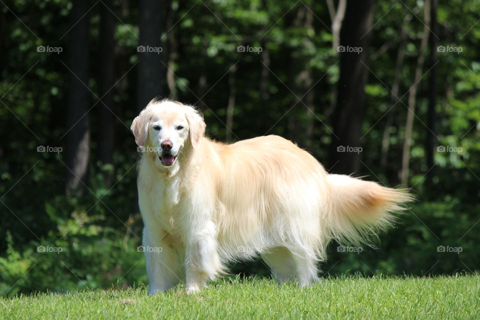 our happy Golden Retriever glowing in the sunshine,  in the green grass of home!