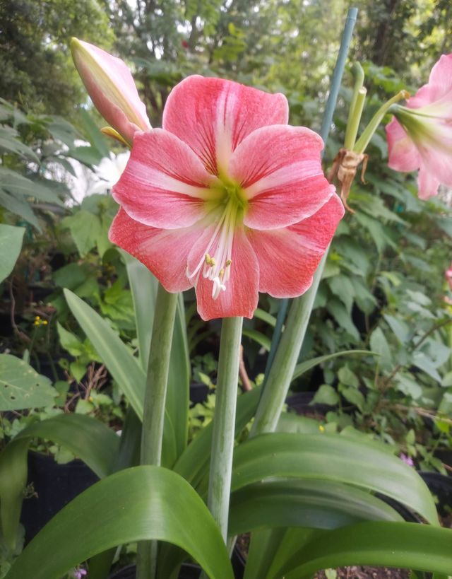 A BEAUTIFUL FLOWER